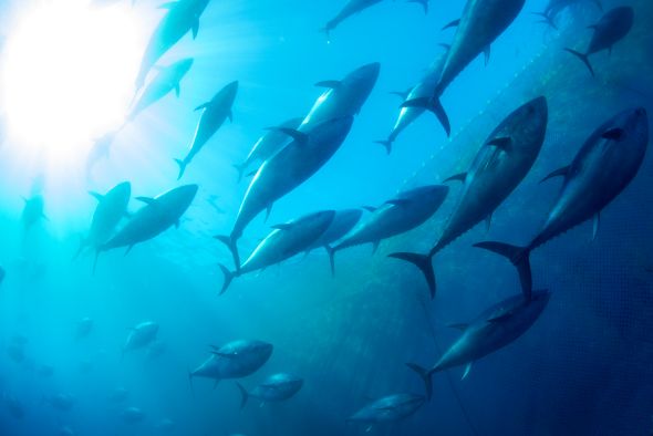 Captured endangered Atlantic bluefin tuna Thunnus thynnus, are fattened up in net pens holding up to 1000 fish in Barbate, Spain. They are fed 15 tonnes a day of sardines and mackerel.