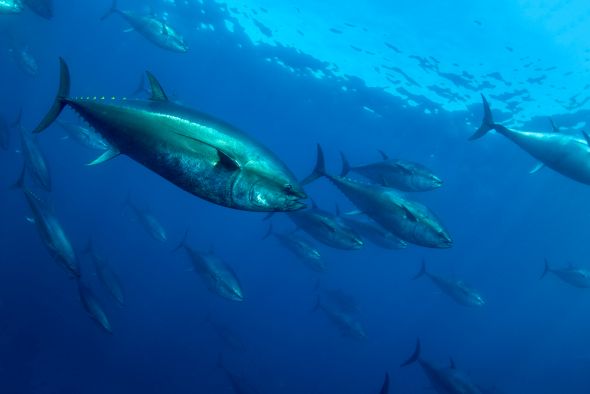 Captured endangered Atlantic bluefin tuna Thunnus thynnus, are fattened up in net pens holding up to 1000 fish in Barbate, Spain. They are fed 15 tonnes a day of sardines and mackerel.