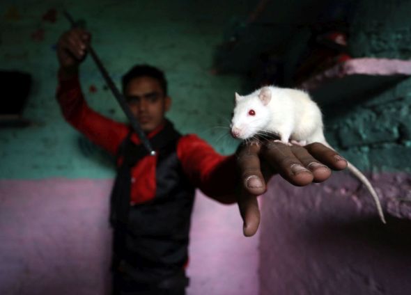 Magician Sohil Kahn practises his magic with a white rat at his home in the Kathputli slum colony of New Delhi, India, December 7th, 2014. He is one of 40,000 people living in the slum, which is popularly known for being the worlds largest colony of street performers, including magicians, snake charmers, acrobats, singers, dancers, actors, traditional healers and musicians and puppeteers. Their livelihood is under threat however as the Delhi government has obtained contracts to demolish the colony to make way for developers to build high-rise apartments. Photo Credit: Susannah Ireland