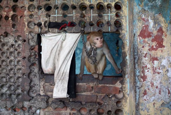 A monkey is pictured chain up outside a urinal in the Kathputli slum colony of New Delhi, India, December 7th, 2014. The slum has 40,000 people living in the slum, which is popularly known for being the worlds largest colony of street performers, including magicians, snake charmers, acrobats, singers, dancers, actors, traditional healers and musicians and puppeteers. Their livelihood is under threat however as the Delhi government has obtained contracts to demolish the colony to make way for developers to build high-rise apartments. Photo Credit: Susannah Ireland
