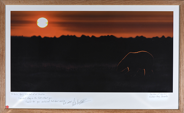 © Nick Garbutt - Polar Bear at Sunset in Hudson's Bay Canada, 2009.