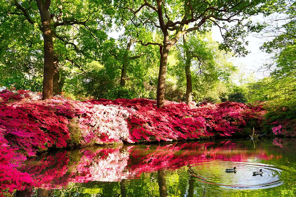 Isabella-Plantation_Richmond-Park_CopyrightPeterDazeley_creditPhotographer_Peter-Dazeley_cannot-be-used-without-written-permission05-compressor