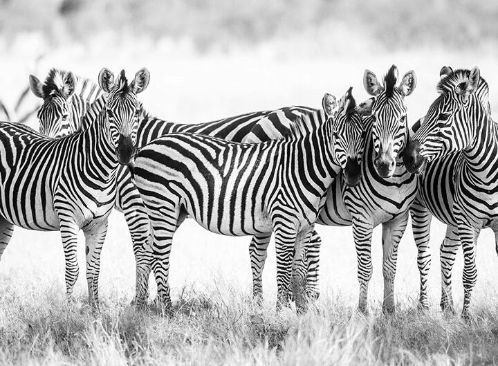 ProFiles | Neil Emmerson images